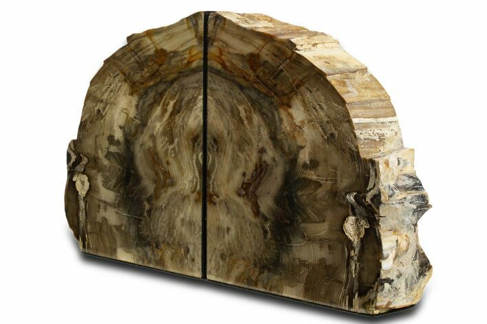 Tall Colorful Petrified Wood Bookends - Washington #338268